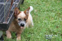 Red Male #3, a male Australian Cattle Dog for sale in Mount Vernon, MO – 2 of 10