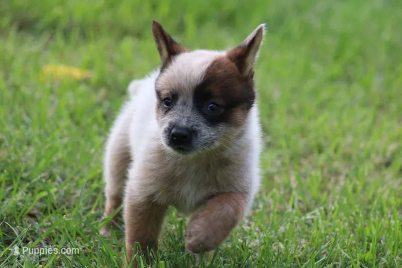 Red Female #1 – Australian Cattle Dog puppy for sale in Mount Vernon, MO