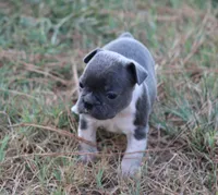 Blue With White Collar, a male French Bulldog for sale in Mount Vernon, MO – 2 of 6