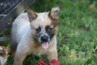 Red Female #3, a female Australian Cattle Dog for sale in Mount Vernon, MO – 3 of 6