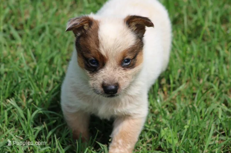 Red Female #5 – Australian Cattle Dog puppy for sale in Mount Vernon, MO