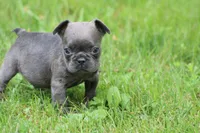 Tiny Blue Female , a female French Bulldog for sale in Mount Vernon, MO – 5 of 6