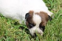 Red Male #1, a male Australian Cattle Dog for sale in Mount Vernon, MO – 4 of 8