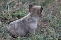 Merle Boy, a male French Bulldog for sale in Mount Vernon, MO – 5 of 7