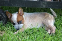 Red Female, a female Australian Cattle Dog for sale in Mount Vernon, MO – 7 of 7