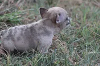 Merle Boy, a male French Bulldog for sale in Mount Vernon, MO – 6 of 7