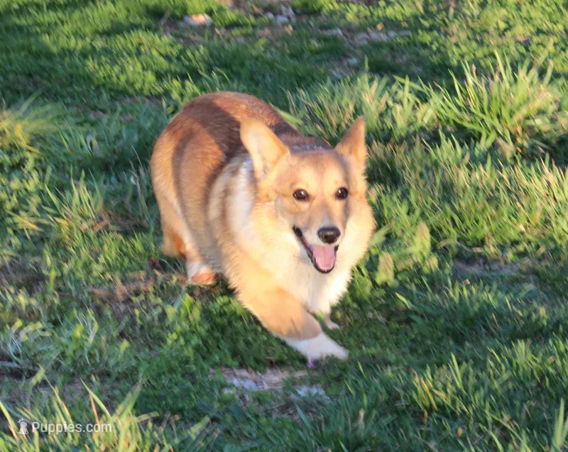 Johnny – Pembroke Welsh Corgi puppy for sale in Mount Vernon, MO