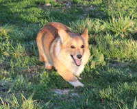 Johnny, a male Pembroke Welsh Corgi for sale in Mount Vernon, MO – Photo 1 of 2