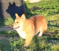 Johnny, a male Pembroke Welsh Corgi for sale in Mount Vernon, MO – Photo 2 of 2