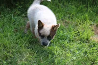 Red Female #1, a female Australian Cattle Dog for sale in Mount Vernon, MO – 2 of 7