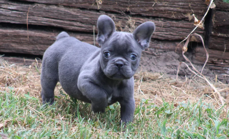 Tiny Tot – French Bulldog puppy for sale in Mount Vernon, MO
