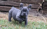 Tiny Tot, a male French Bulldog for sale in Mount Vernon, MO – 1 of 7
