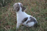 Blue Merle Piebald , a male French Bulldog for sale in Mount Vernon, MO – 2 of 10
