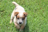 Stocky Red Male , a male Australian Cattle Dog for sale in Mount Vernon, MO – 6 of 7