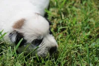 Red Male #3, a male Australian Cattle Dog for sale in Mount Vernon, MO – 4 of 8