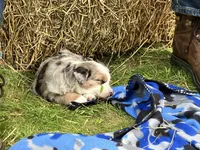 Buzz, a male Miniature Australian Shepherd for sale in Montgomery, MN – 2 of 6