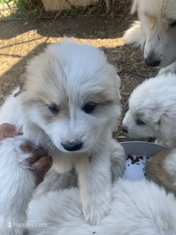 Samson – Great Pyrenees puppy for sale in Montgomery, MN