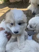 Samson, a male Great Pyrenees for sale in Montgomery, MN – 1 of 1