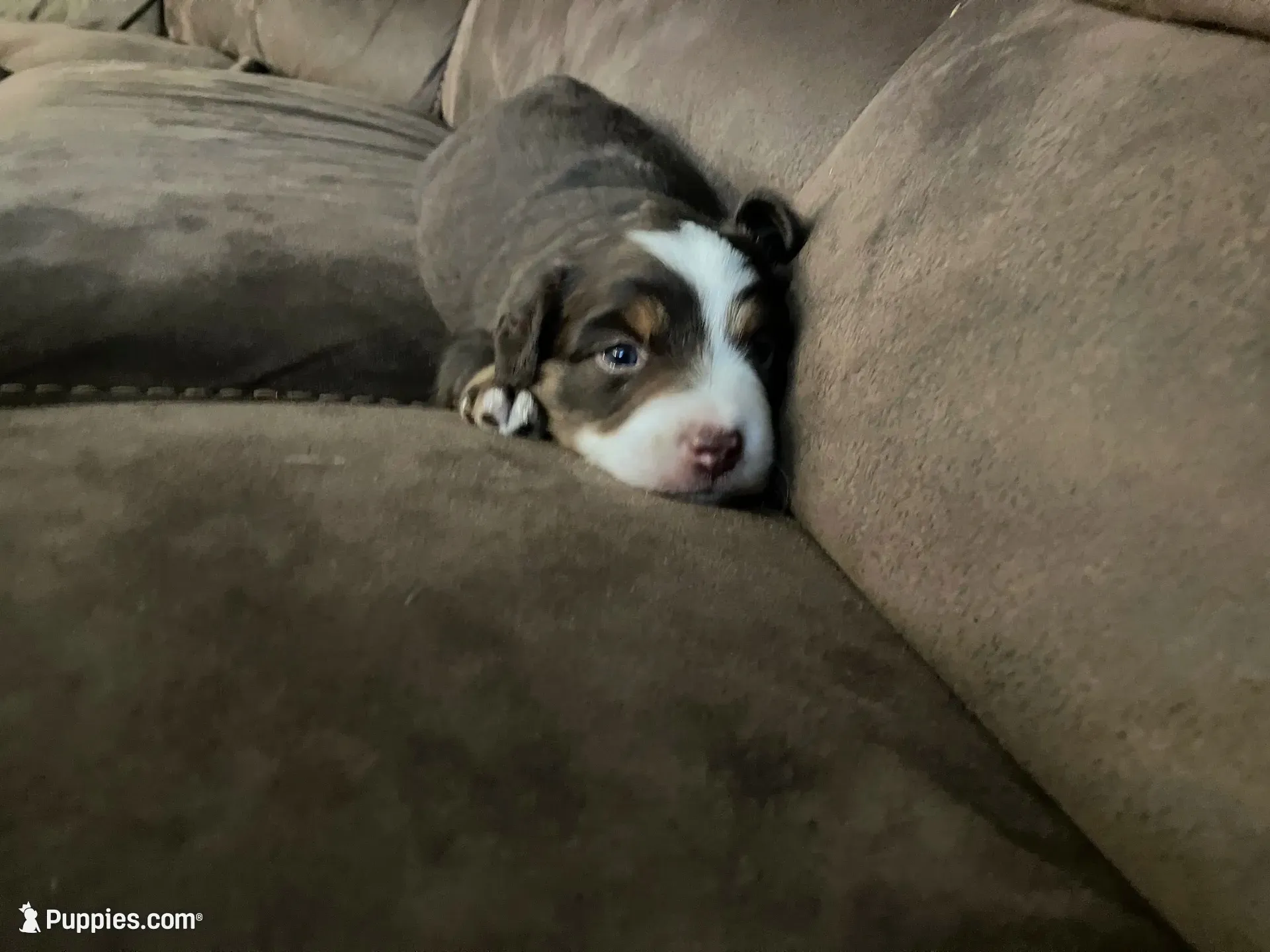 Woody, a male Miniature Australian Shepherd for sale in Montgomery, MN – 2 of 4