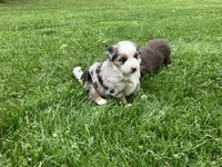 Buzz, a male Miniature Australian Shepherd for sale in Montgomery, MN – 3 of 6