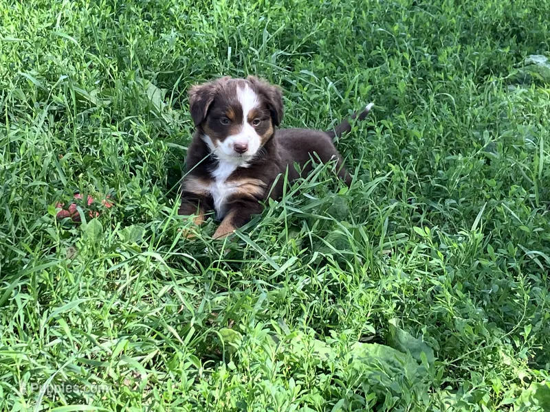 Woody – Miniature Australian Shepherd puppy for sale in Montgomery, MN