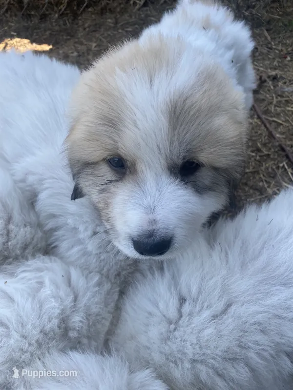 Goliath  – Great Pyrenees puppy for sale in Montgomery, MN