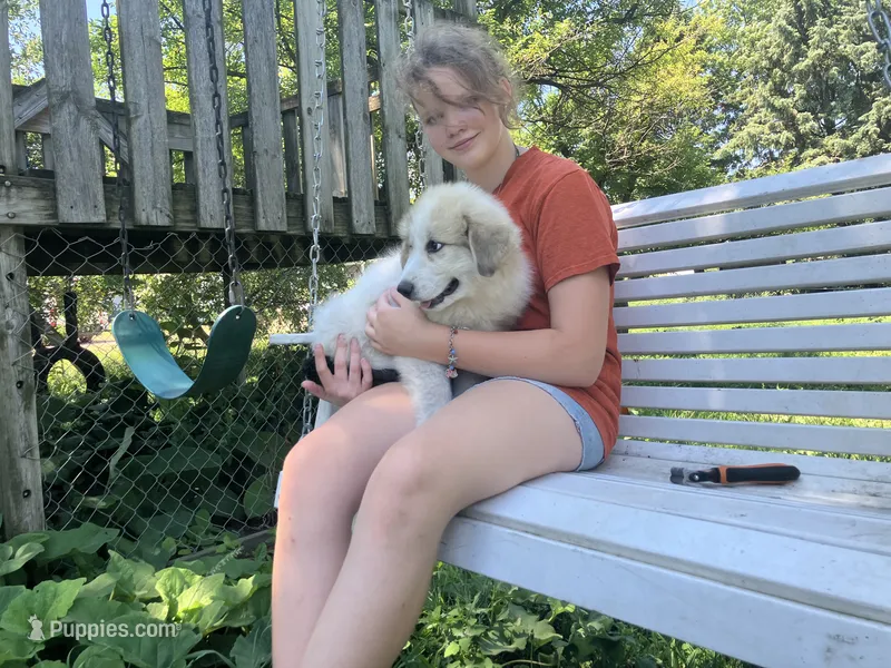 Samson – Great Pyrenees puppy for sale in Montgomery, MN