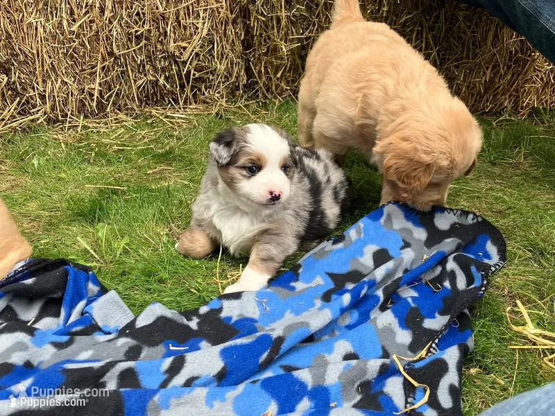 Buzz – Miniature Australian Shepherd puppy for sale in Montgomery, MN