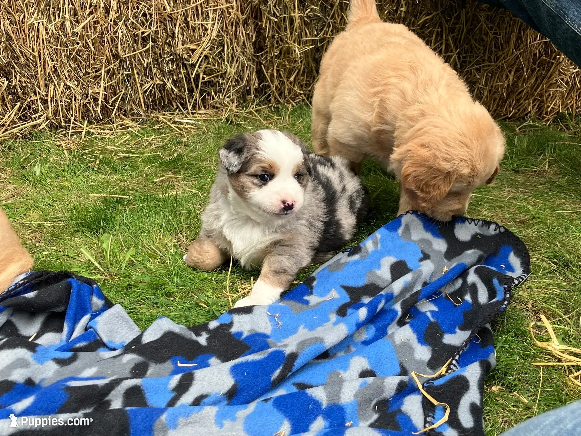 Buzz, a male Miniature Australian Shepherd for sale in Montgomery, MN – 1 of 6
