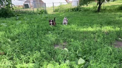 Woody, a male Miniature Australian Shepherd for sale in Montgomery, MN – 4 of 4