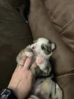 Buzz, a male Miniature Australian Shepherd for sale in Montgomery, MN – 5 of 6