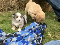Buzz, a male Miniature Australian Shepherd for sale in Montgomery, MN – 4 of 6