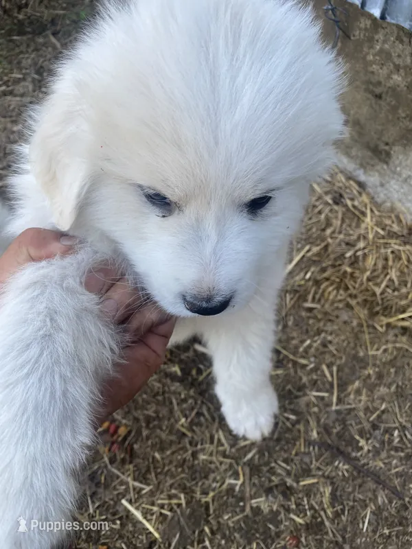 Deborah – Great Pyrenees puppy for sale in Montgomery, MN