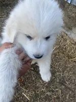 Deborah, a female Great Pyrenees for sale in Montgomery, MN – 1 of 1