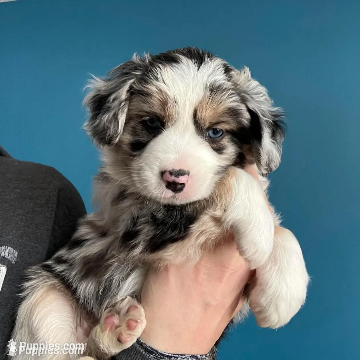 Berry, a male Miniature Australian Shepherd for sale in Montgomery, MN – Photo 2 of 9