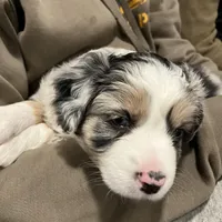 Berry, a male Miniature Australian Shepherd for sale in Montgomery, MN – Photo 6 of 9