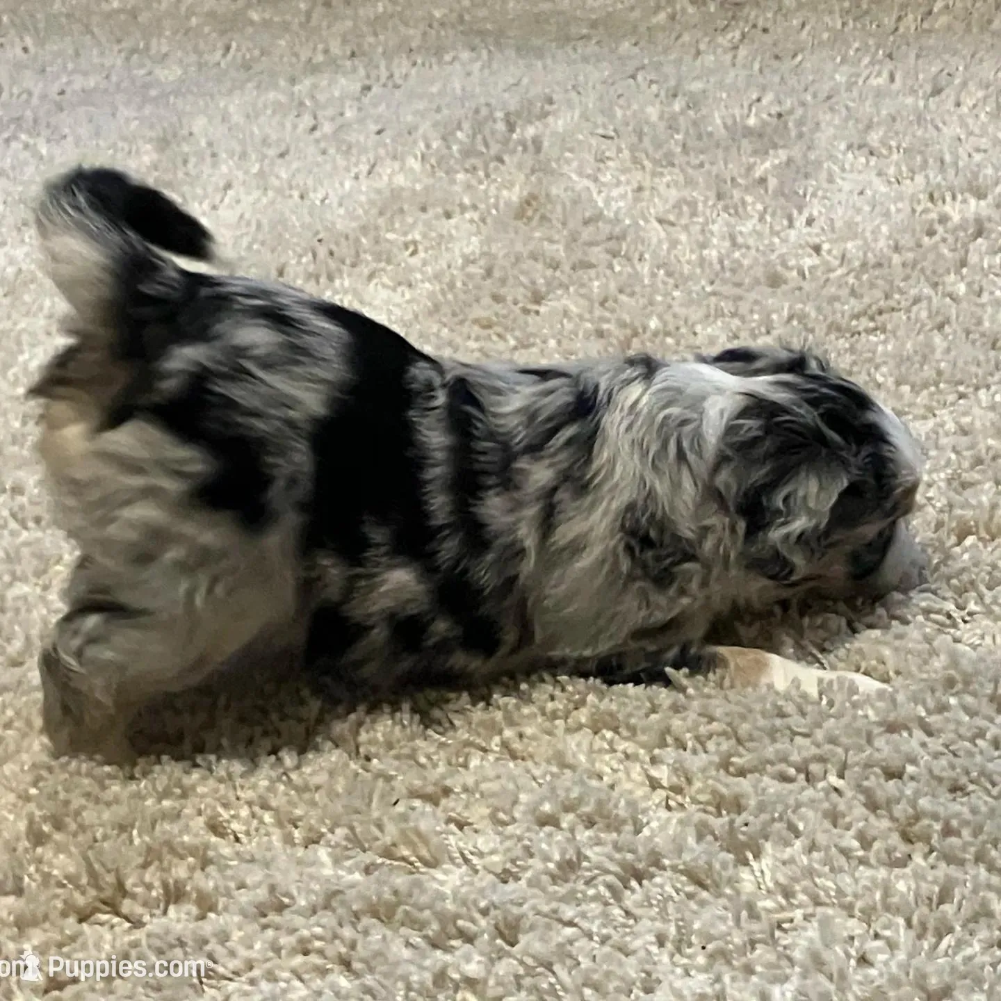 Berry, a male Miniature Australian Shepherd for sale in Montgomery, MN – Photo 4 of 9