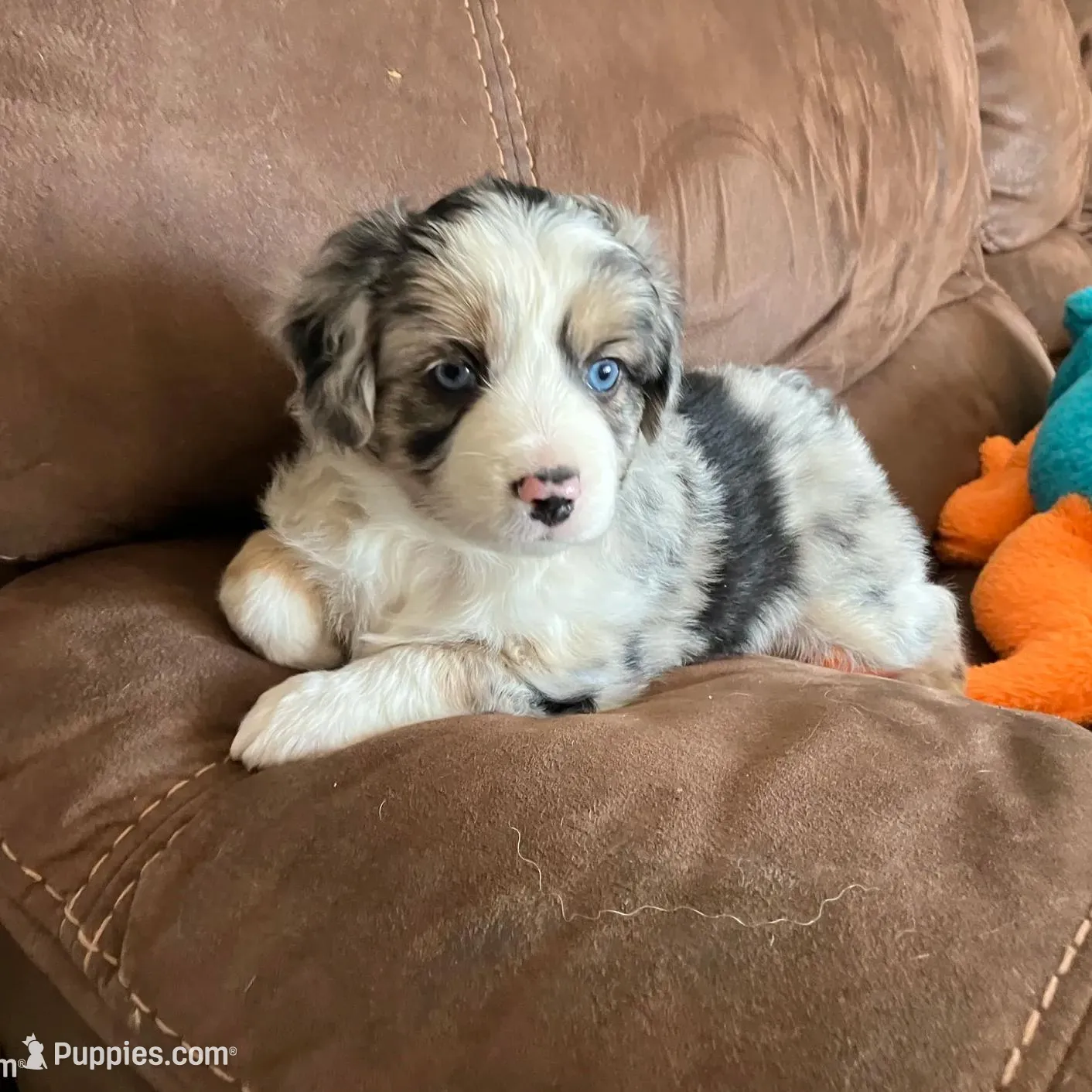 Berry – Miniature Australian Shepherd puppy for sale in Montgomery, MN