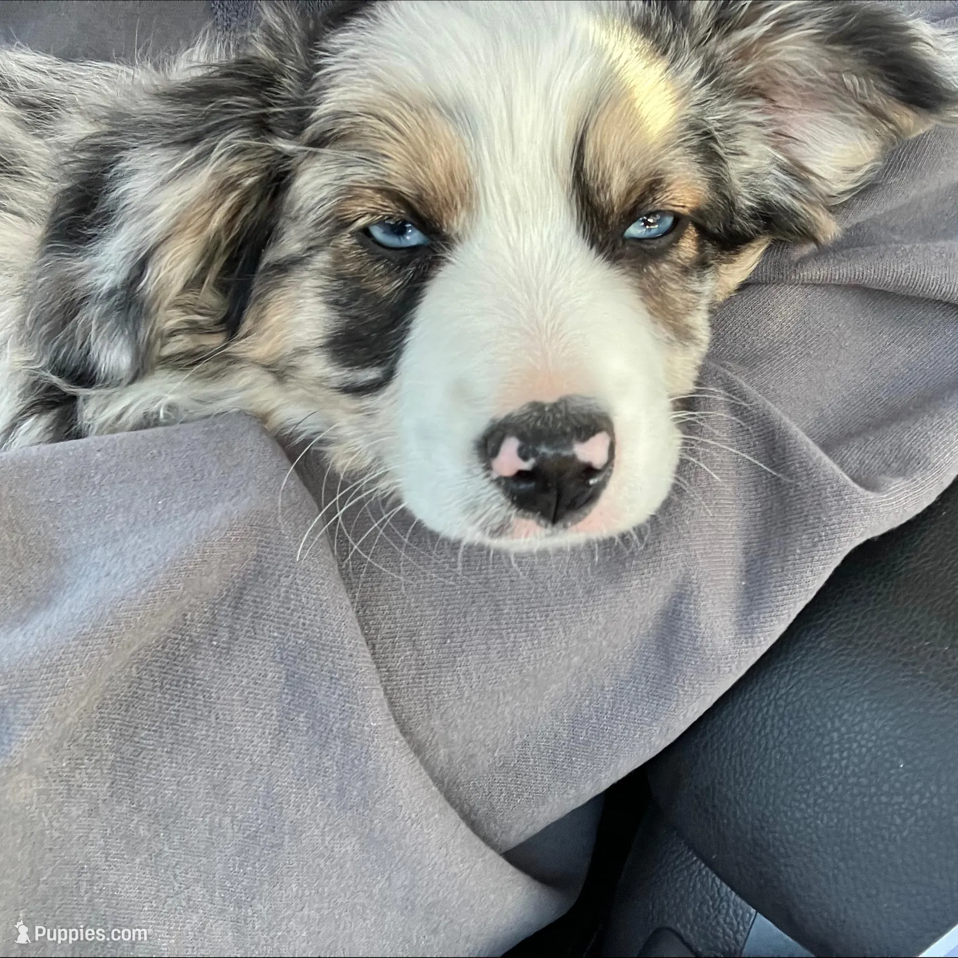 Berry, a male Miniature Australian Shepherd for sale in Montgomery, MN – Photo 7 of 9