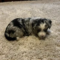 Berry, a male Miniature Australian Shepherd for sale in Montgomery, MN – Photo 3 of 9