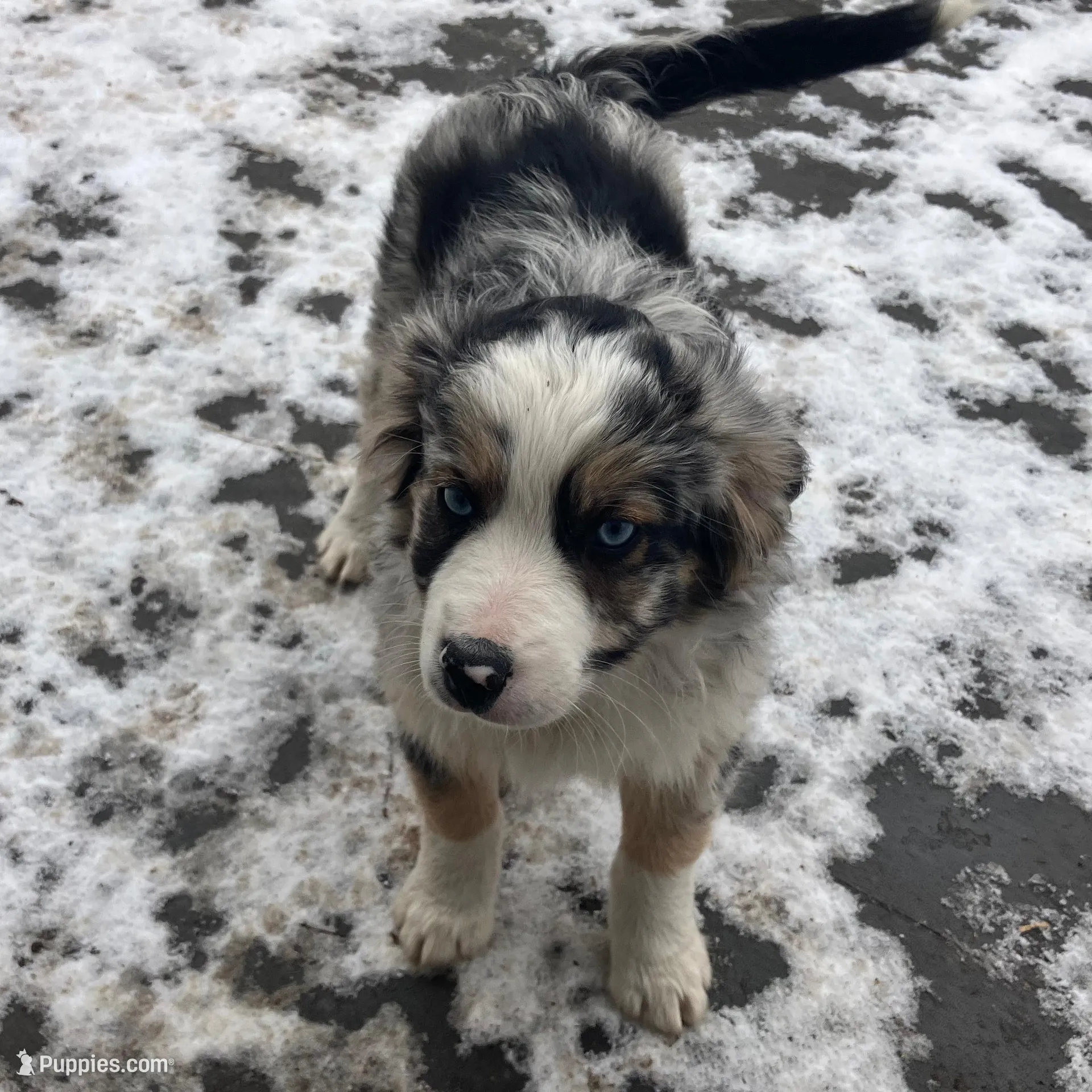 Berry, a male Miniature Australian Shepherd for sale in Montgomery, MN – Photo 9 of 9