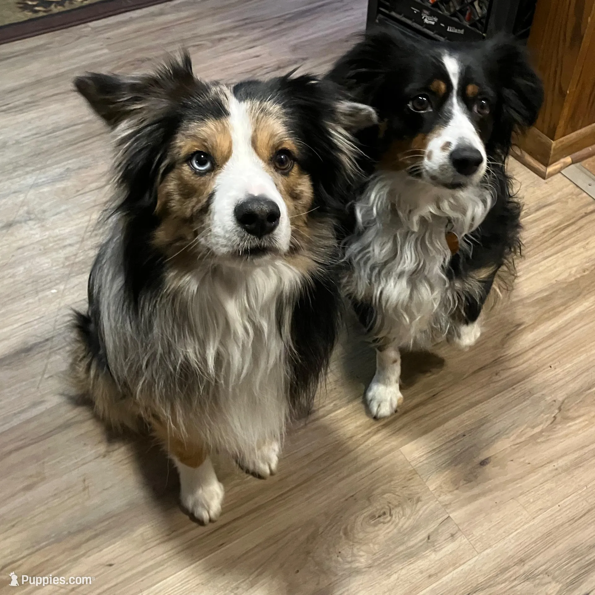 Berry, a male Miniature Australian Shepherd for sale in Montgomery, MN – Photo 8 of 9