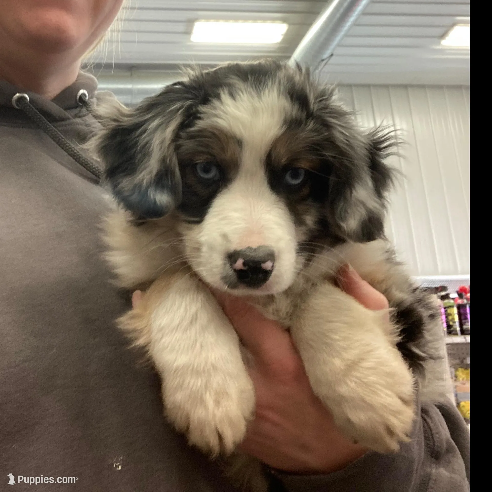 Berry, a male Miniature Australian Shepherd for sale in Montgomery, MN – Photo 5 of 9