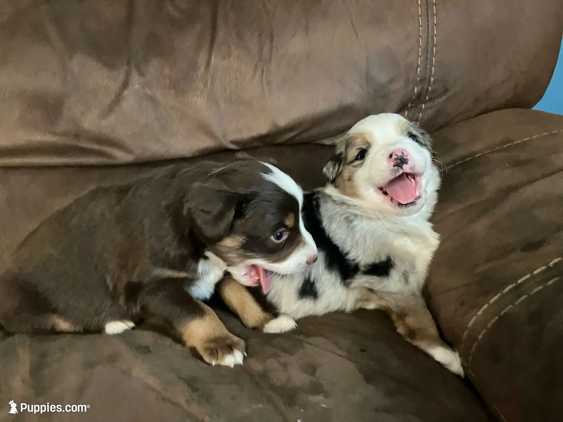 Buzz, a male Miniature Australian Shepherd for sale in Montgomery, MN – 6 of 6