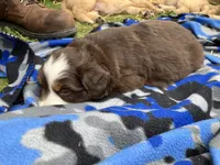 Woody, a male Miniature Australian Shepherd for sale in Montgomery, MN – 3 of 4