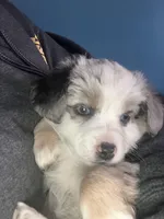 Lilly, a female Miniature Australian Shepherd for sale in Montgomery, MN – Photo 2 of 9