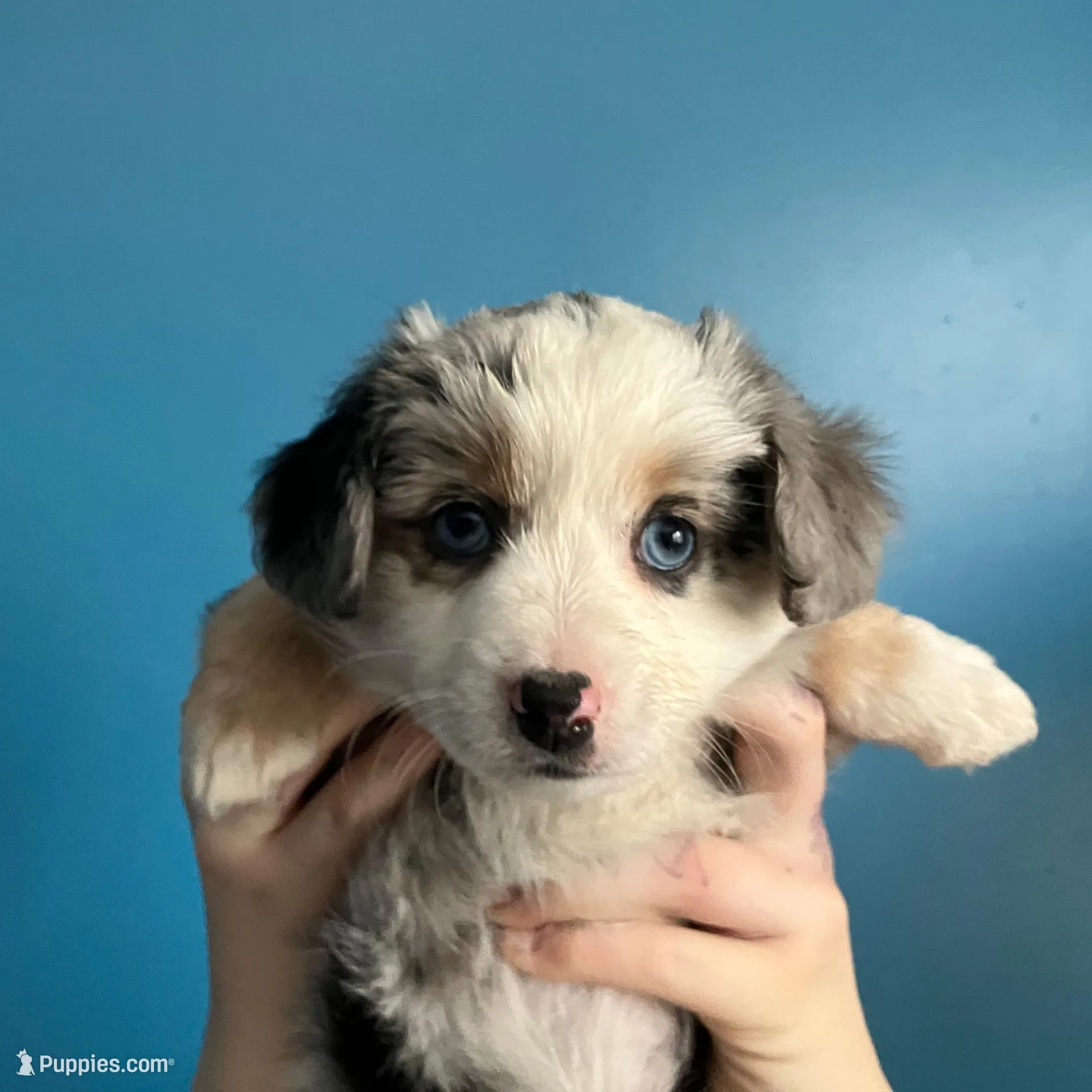 Lilly, a female Miniature Australian Shepherd for sale in Montgomery, MN – Photo 5 of 9