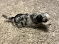 Lilly, a female Miniature Australian Shepherd for sale in Montgomery, MN – Photo 7 of 9