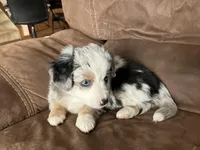 Lilly, a female Miniature Australian Shepherd for sale in Montgomery, MN – Photo 6 of 9