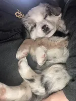 Lilly, a female Miniature Australian Shepherd for sale in Montgomery, MN – Photo 3 of 9